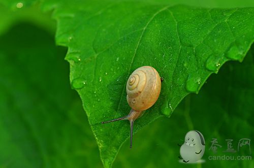 蚂蚁庄园小课堂10.23每日一题答案大全