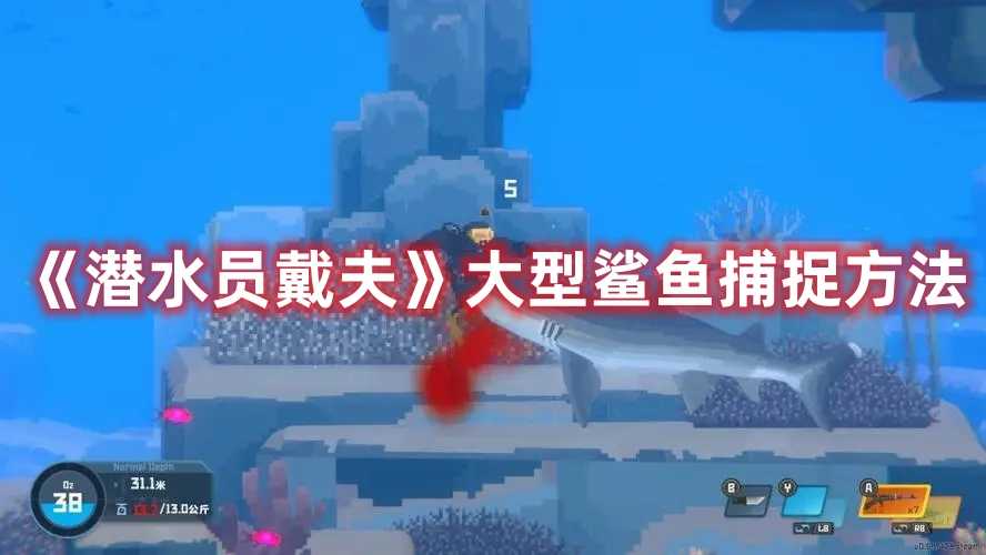 《潜水员戴夫》大型鲨鱼捕捉方法(潜水员戴夫大水母怎么打)