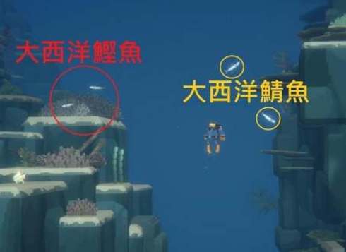 潜水员戴夫大西洋鲣鱼在哪里(潜水员戴夫大西洋坚鱼)